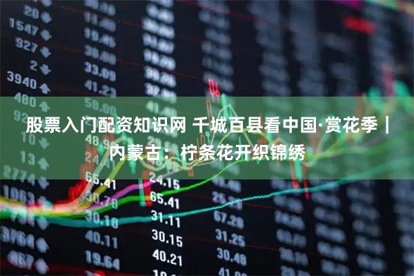 股票入门配资知识网 千城百县看中国·赏花季｜内蒙古：柠条花开织锦绣
